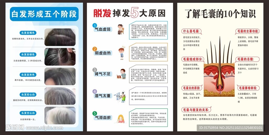 白发转黑 脱发 毛囊