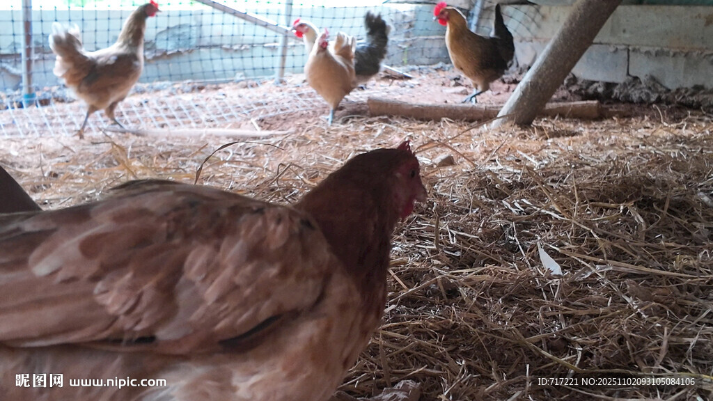 鸡群在稻草上活动场景