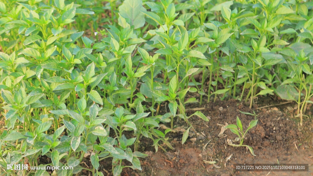 田间辣椒苗嫩绿植物生长景象