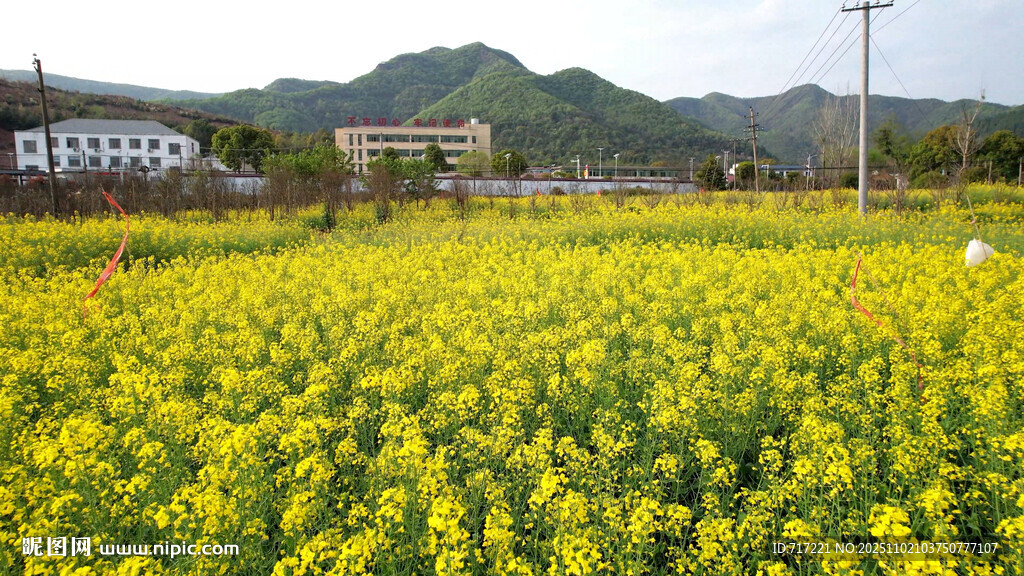 金黄油菜花海田园风光