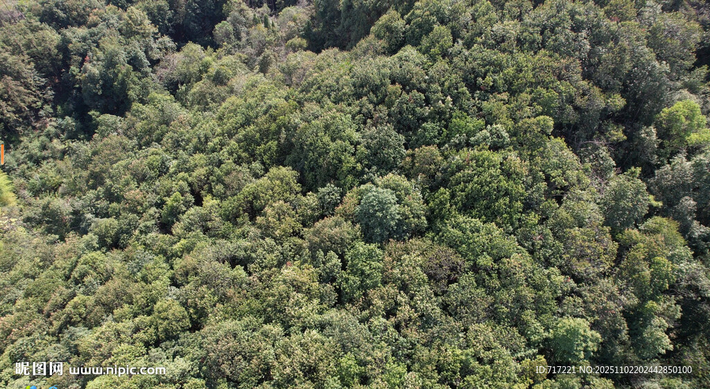 俯瞰茂密翠绿山林