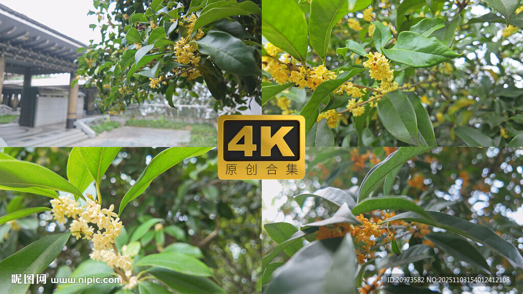 园林桂花飘香实拍合集