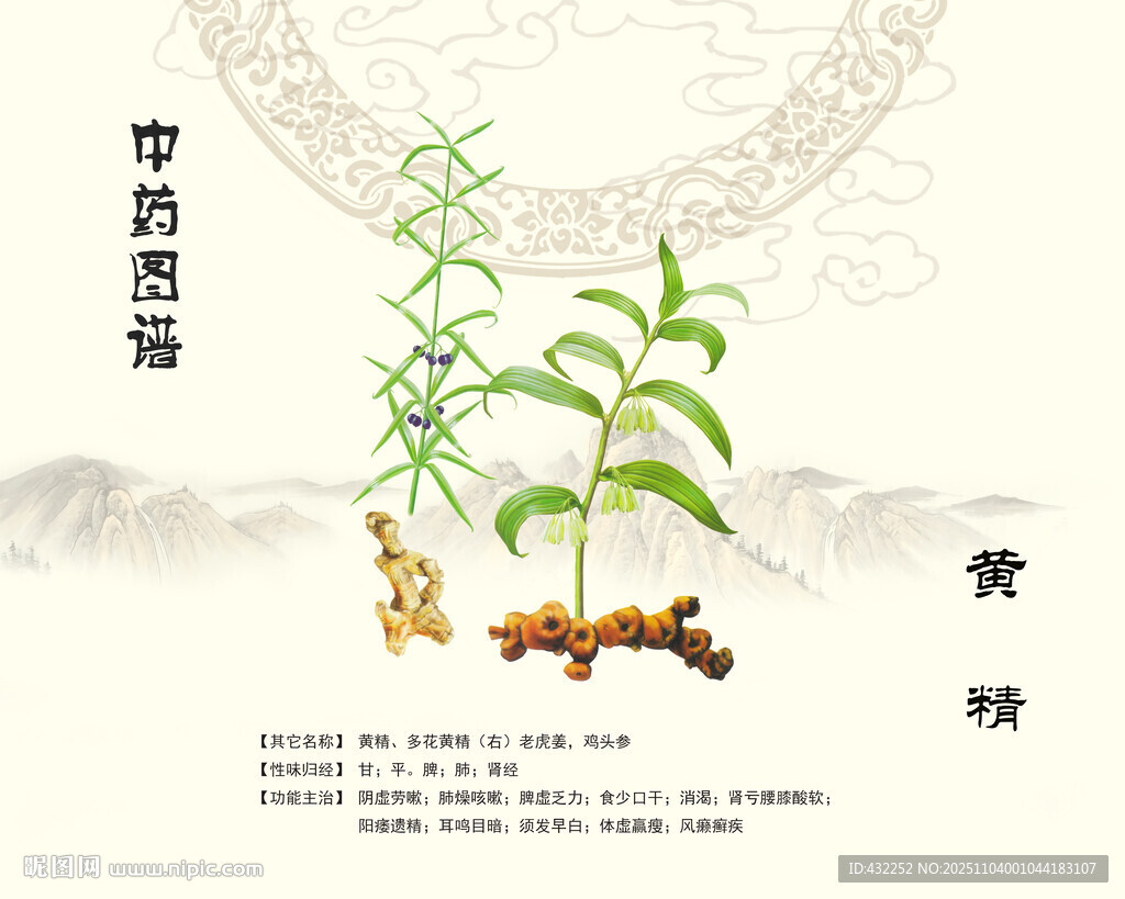 中药材黄精植株展示