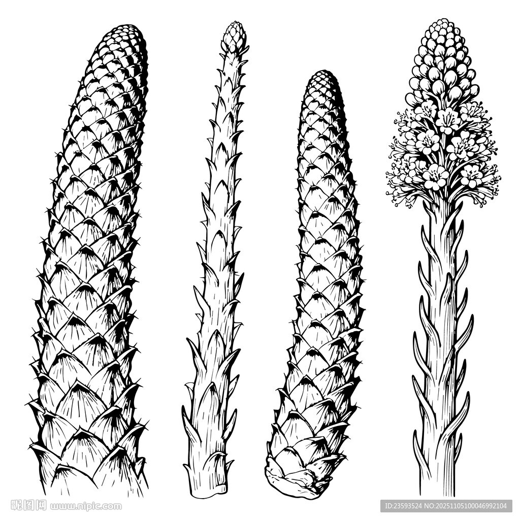 肉苁蓉 线稿矢量图