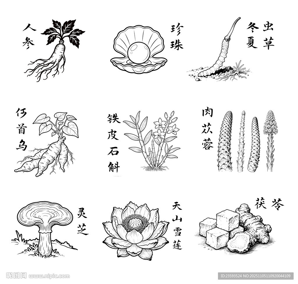 九大仙草 中草药插画线稿图