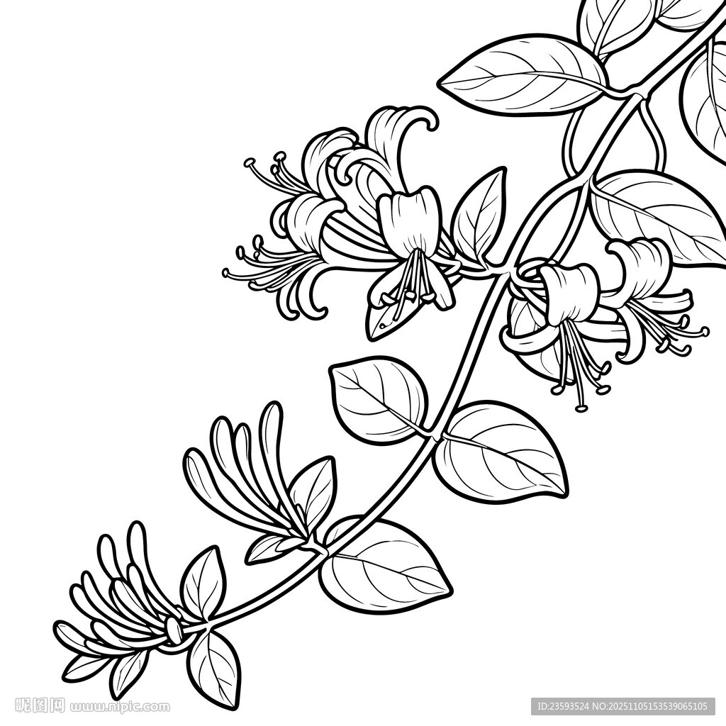 金银花 线稿矢量图