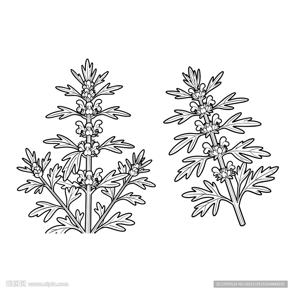 益母草 线稿矢量图