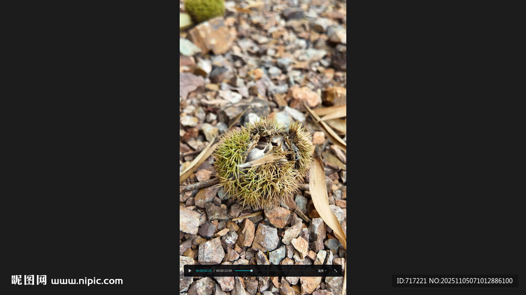 地面上的石子与板栗