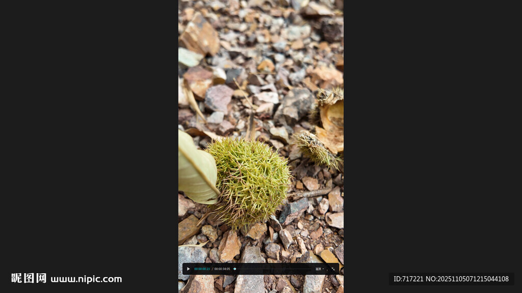 地面上的绿色板栗