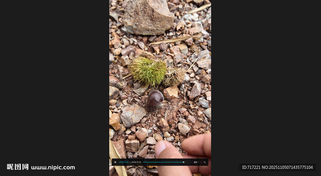 板栗小巧多肉植物石间生长