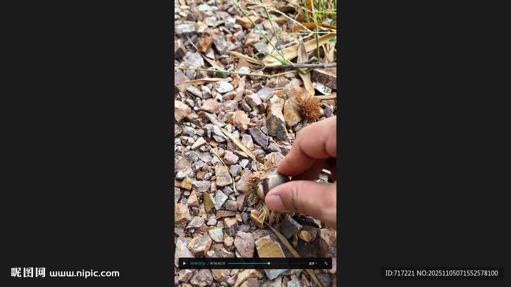 手捧多样鸟食板栗