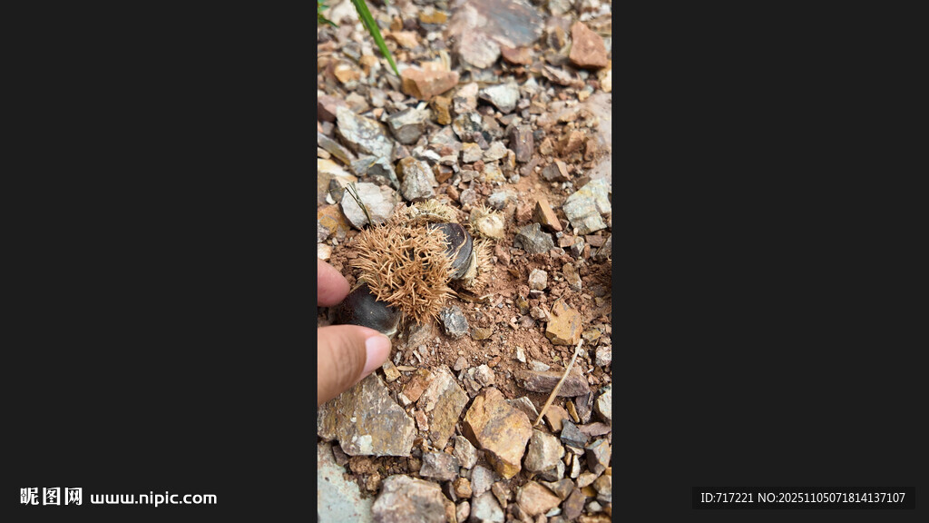地面上的枯叶与小物件板栗
