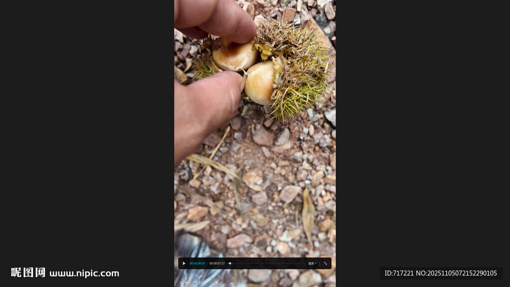 手捧板栗奇异植物特写