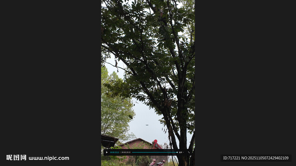 绿树掩映下的建筑一角打板栗