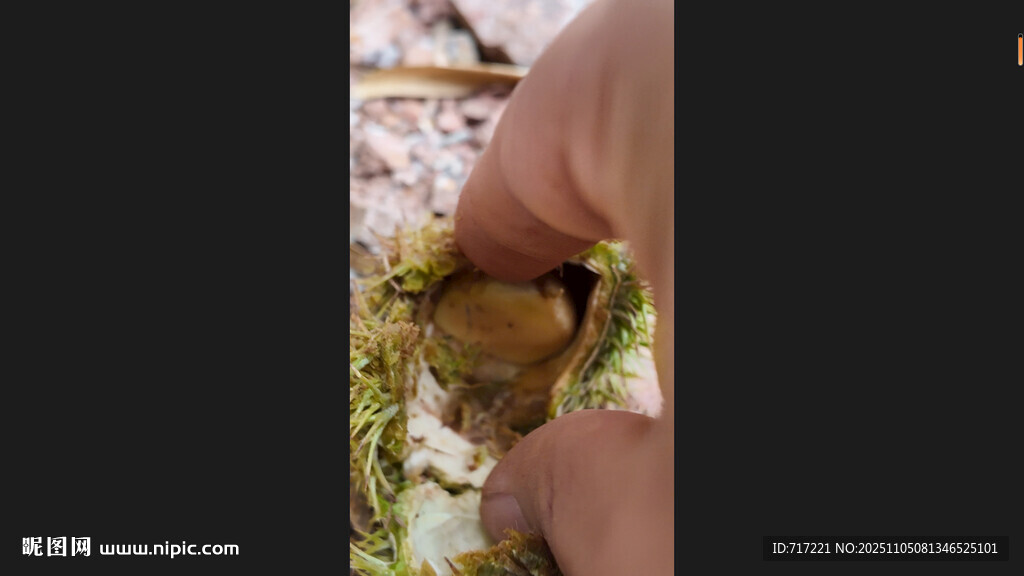 手取板栗的自然场景