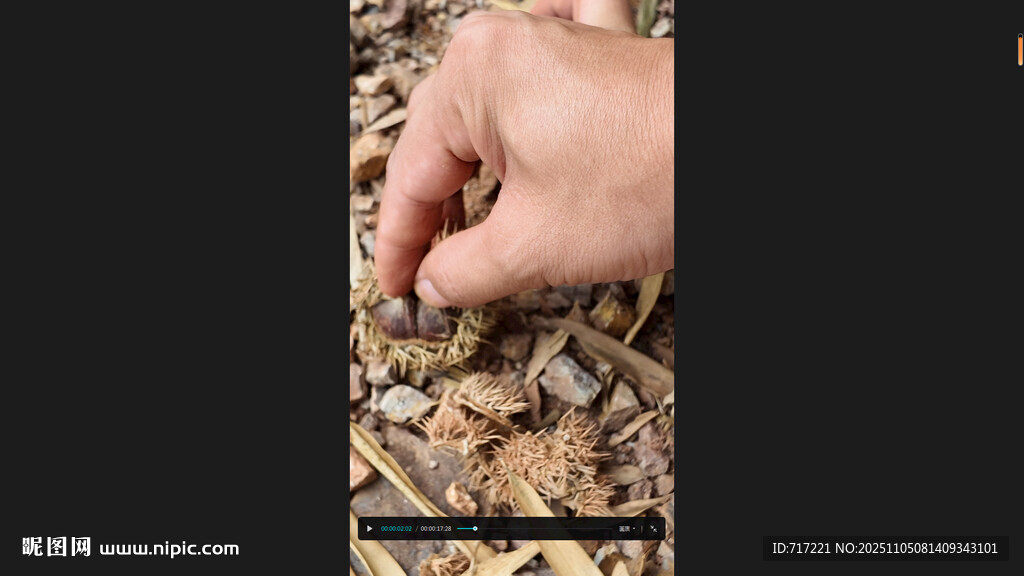 手抓谷物特写板栗