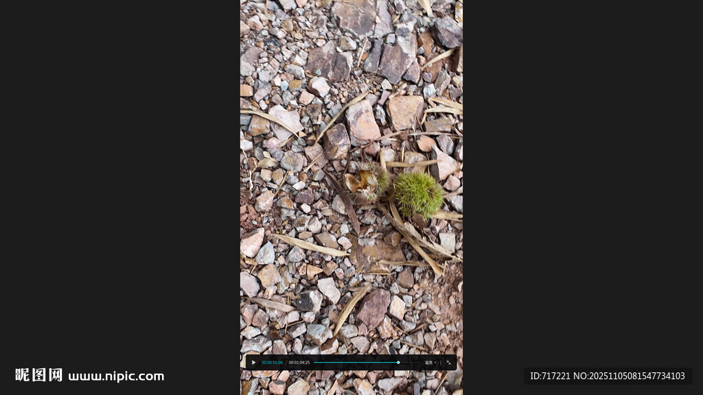 地面上的碎石与绿色植物