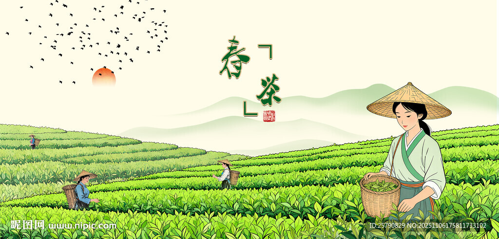 春茶新茶采茶姑娘