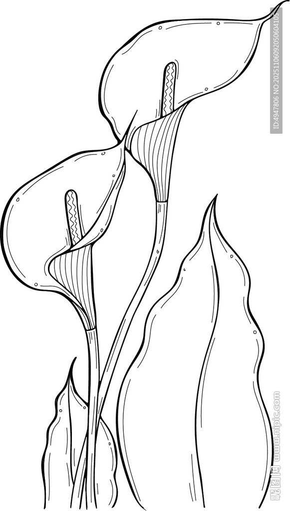 手绘马蹄莲线条图 矢量图