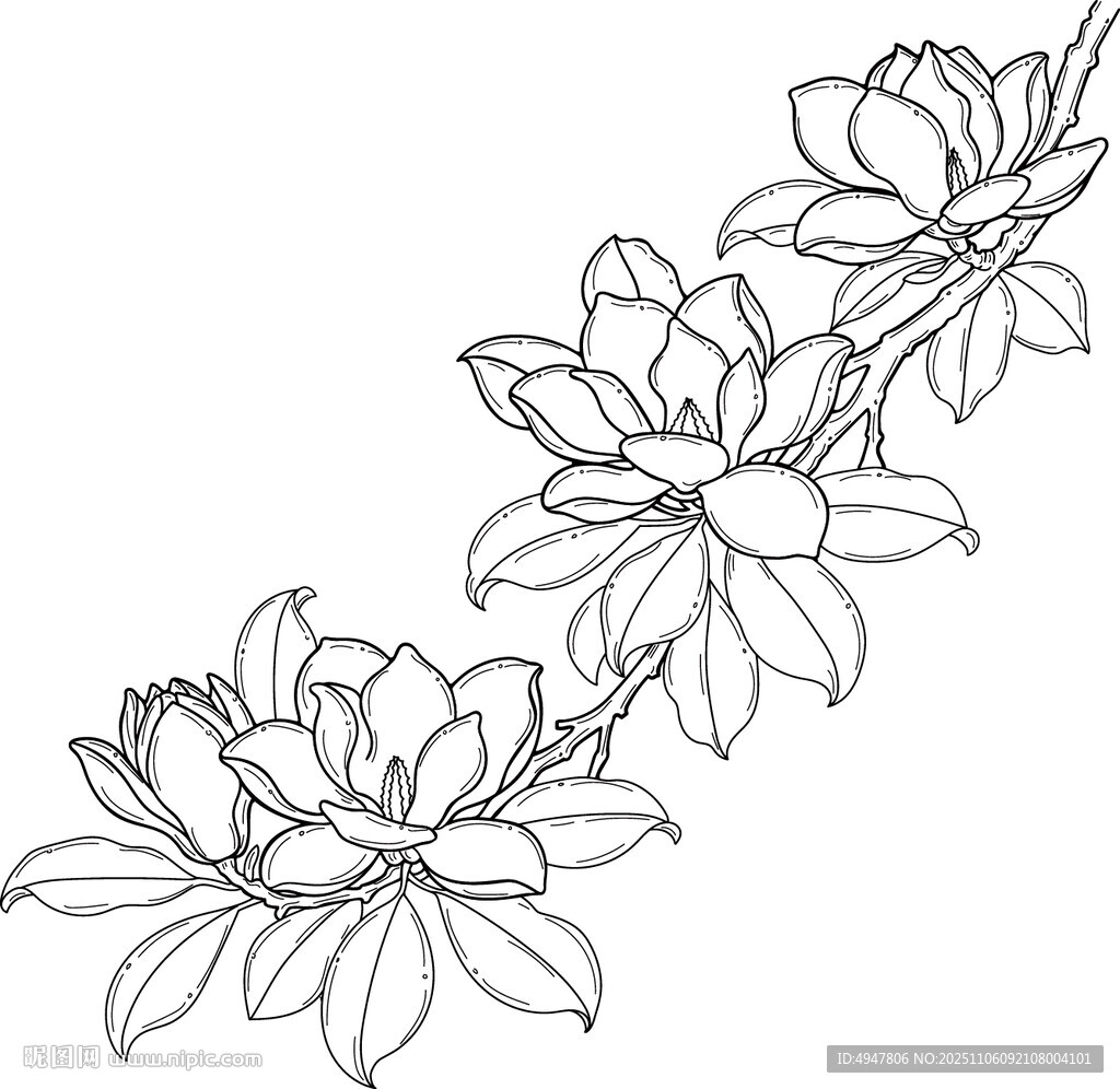 玉兰花卉线条勾勒图 矢量图