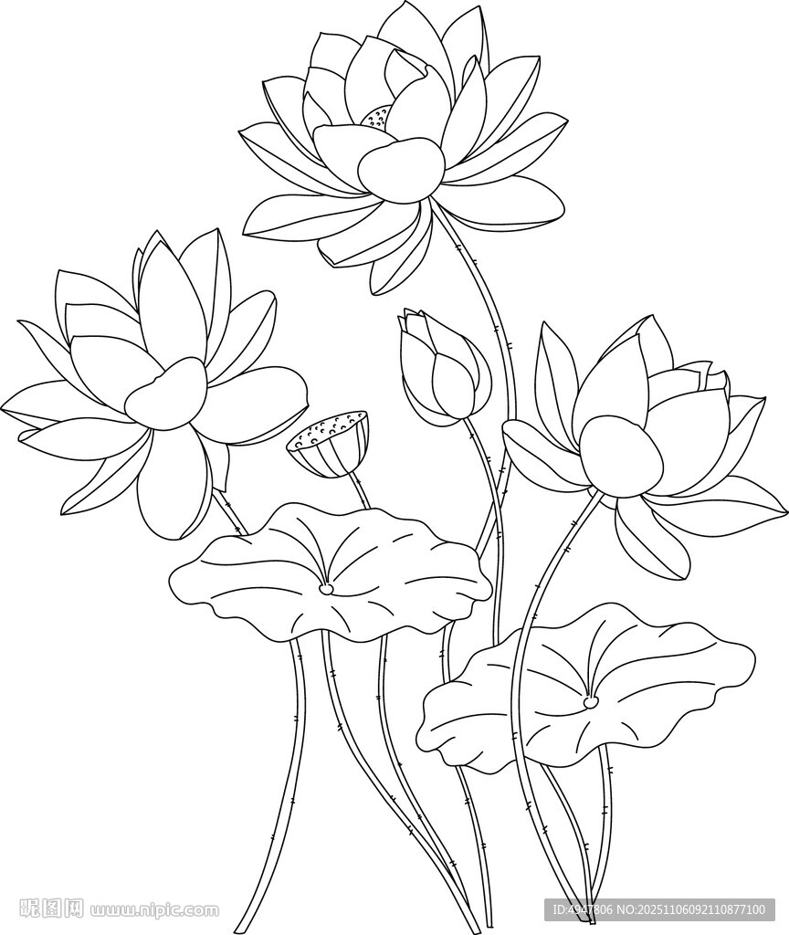 荷花线描图案 矢量图
