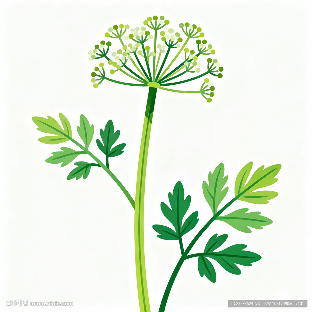 柴胡矢量插画素材