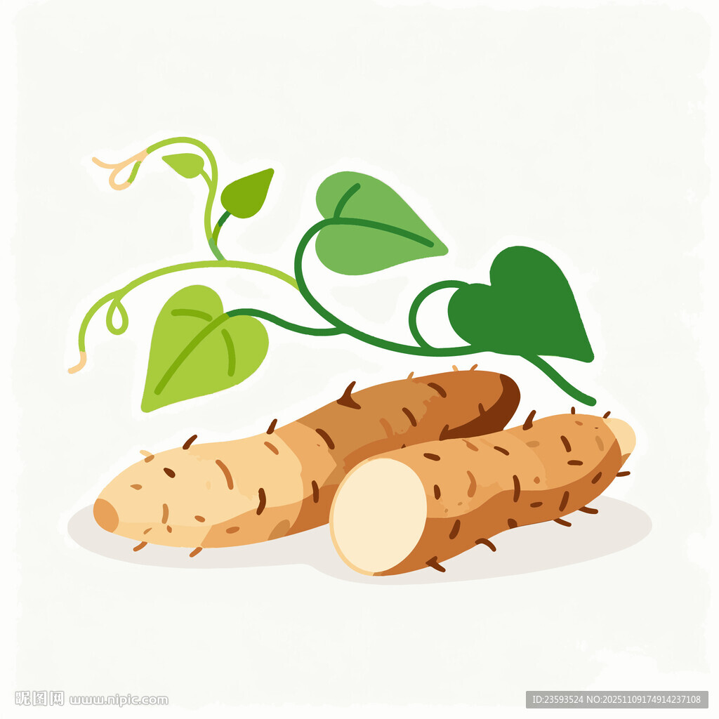 山药矢量插画素材