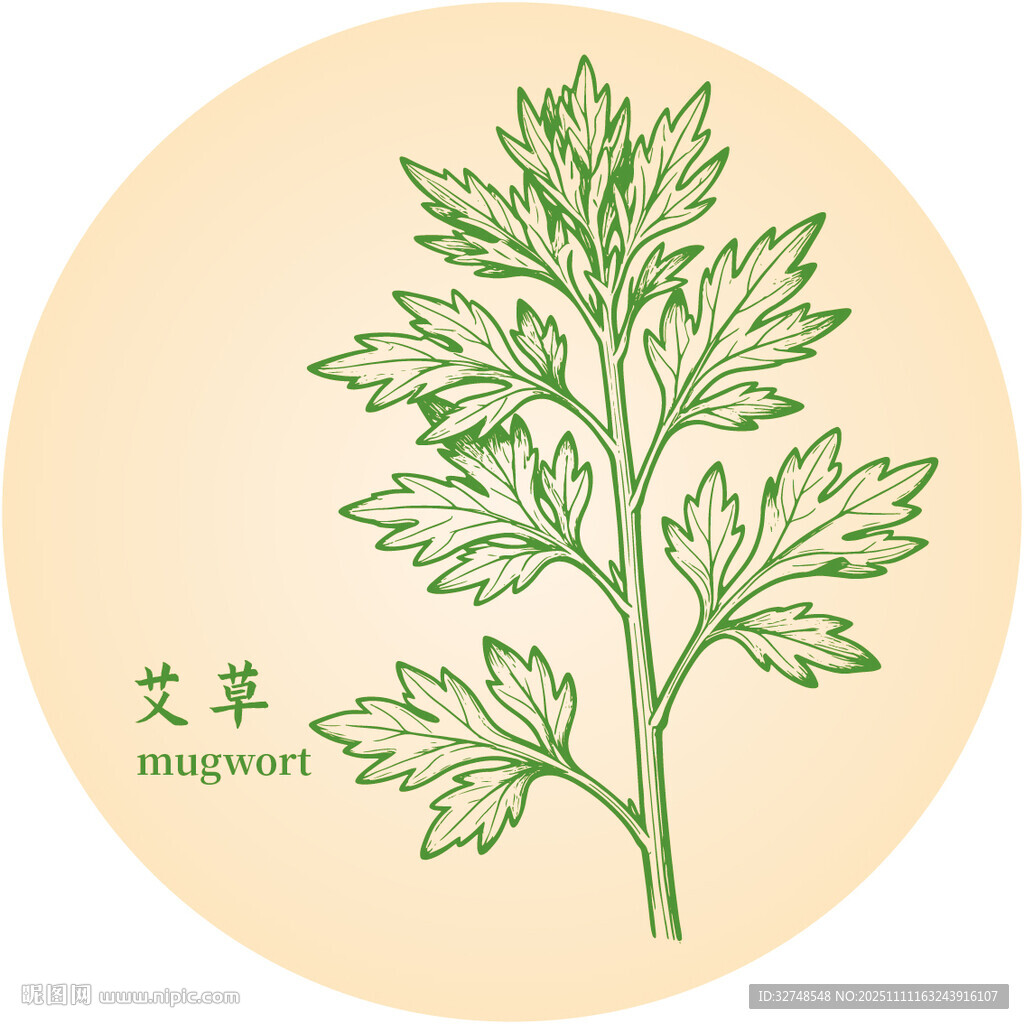 手绘清新艾草中药材草本植物图案