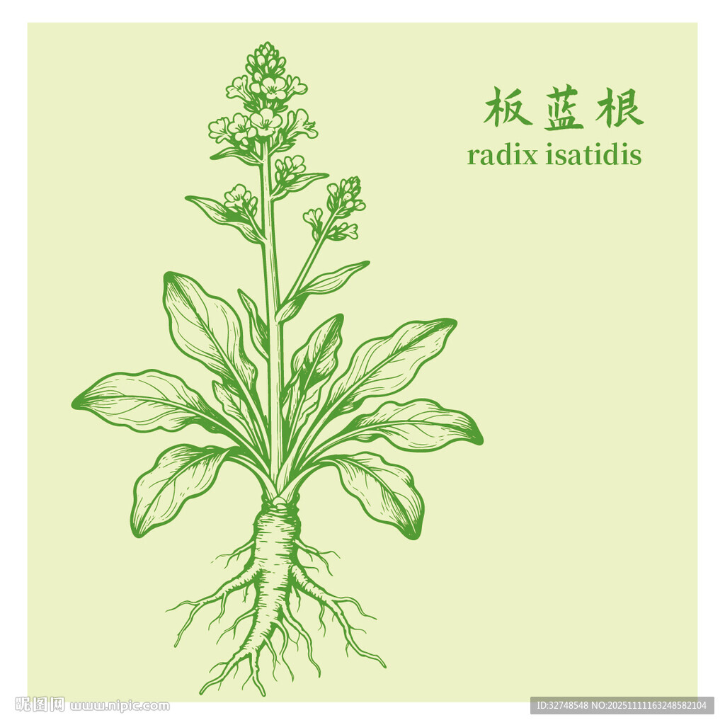 板蓝根中药材草本植物插画