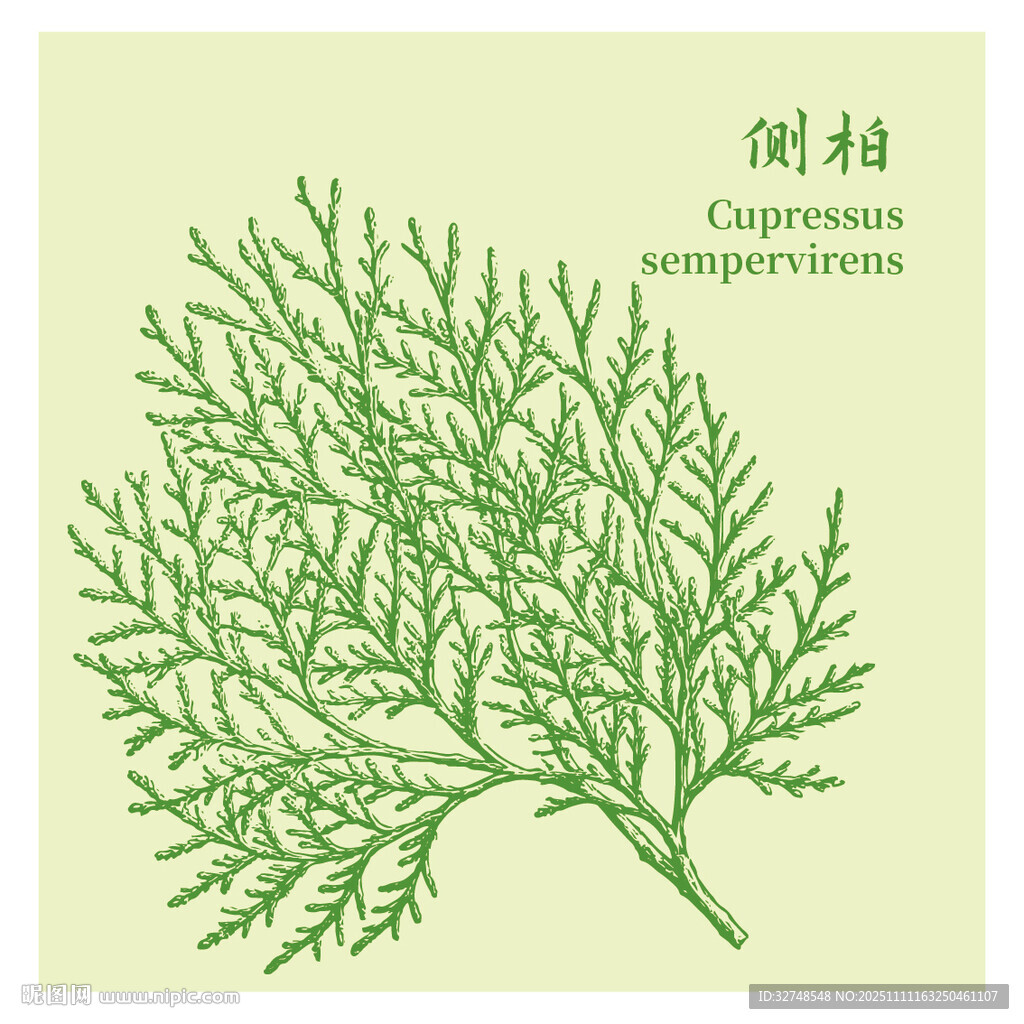 侧柏枝叶图中药材植物