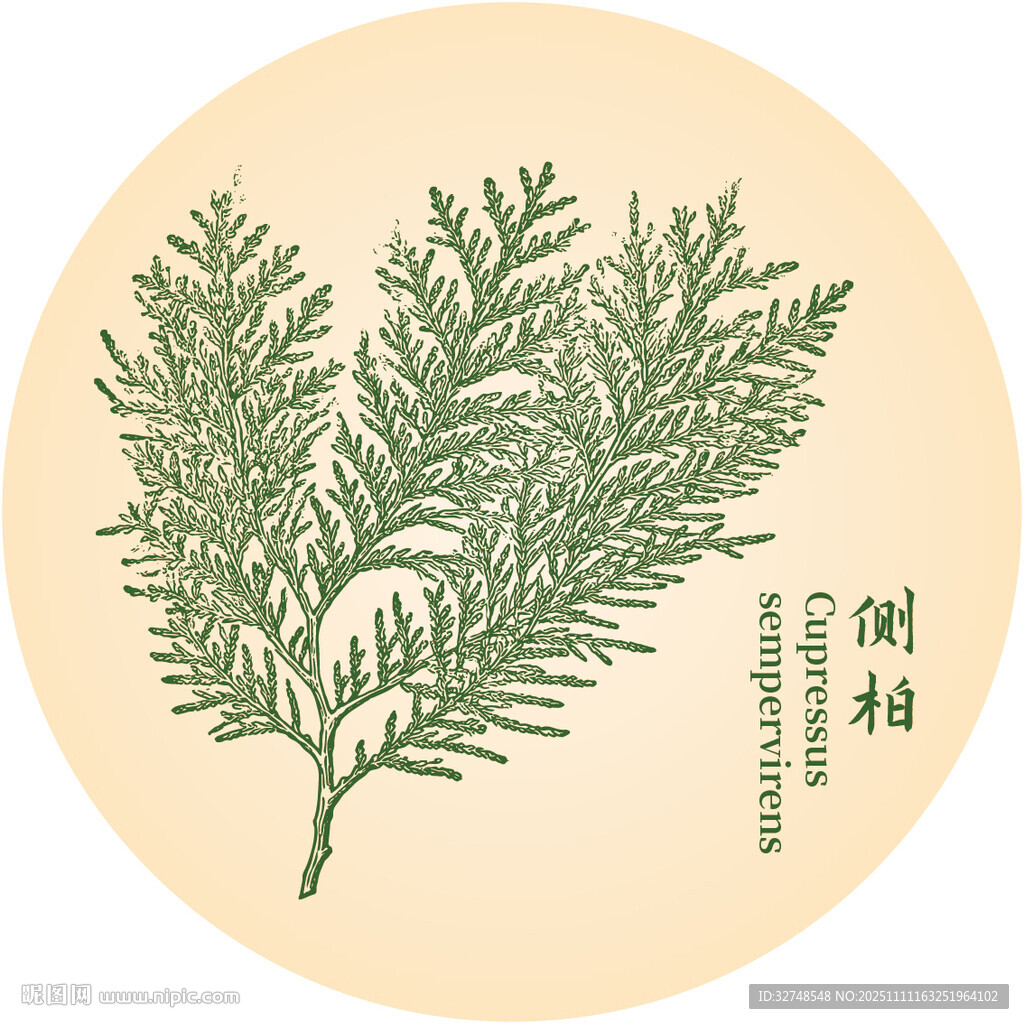 侧柏枝叶图中药材植物