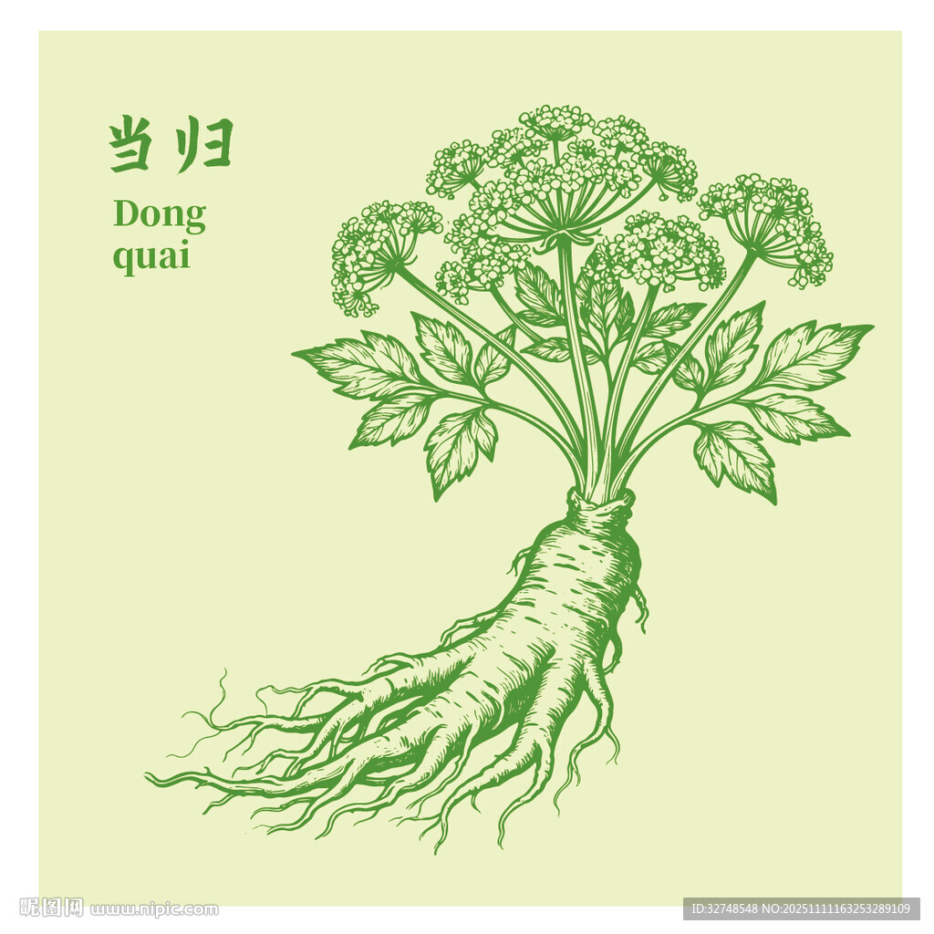 当归中药材草本植物插画