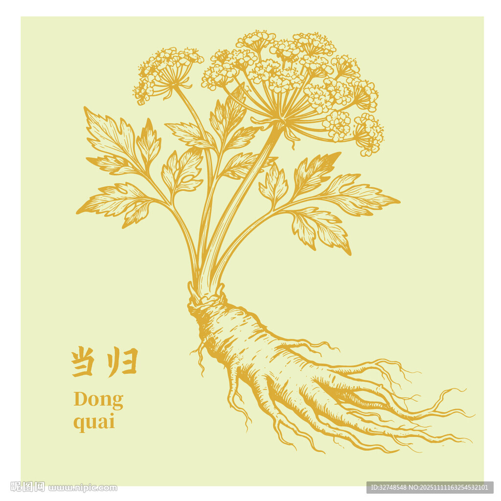 当归中药材草本植物插画