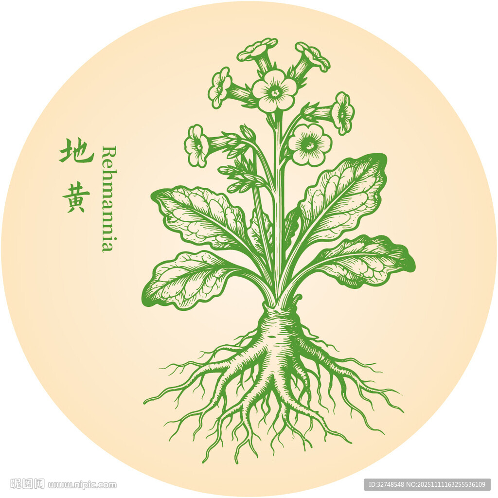 地黄中草药草本植物插画