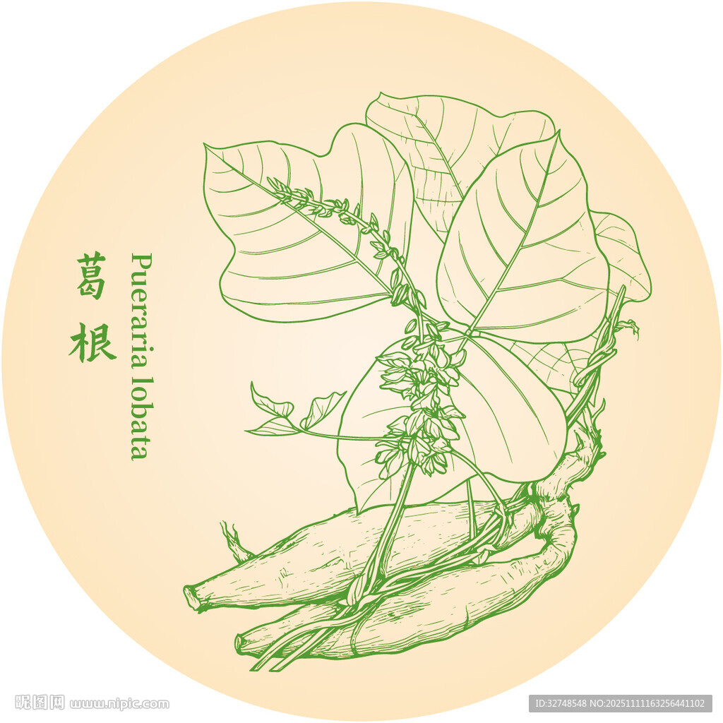 手绘葛根植物插画图