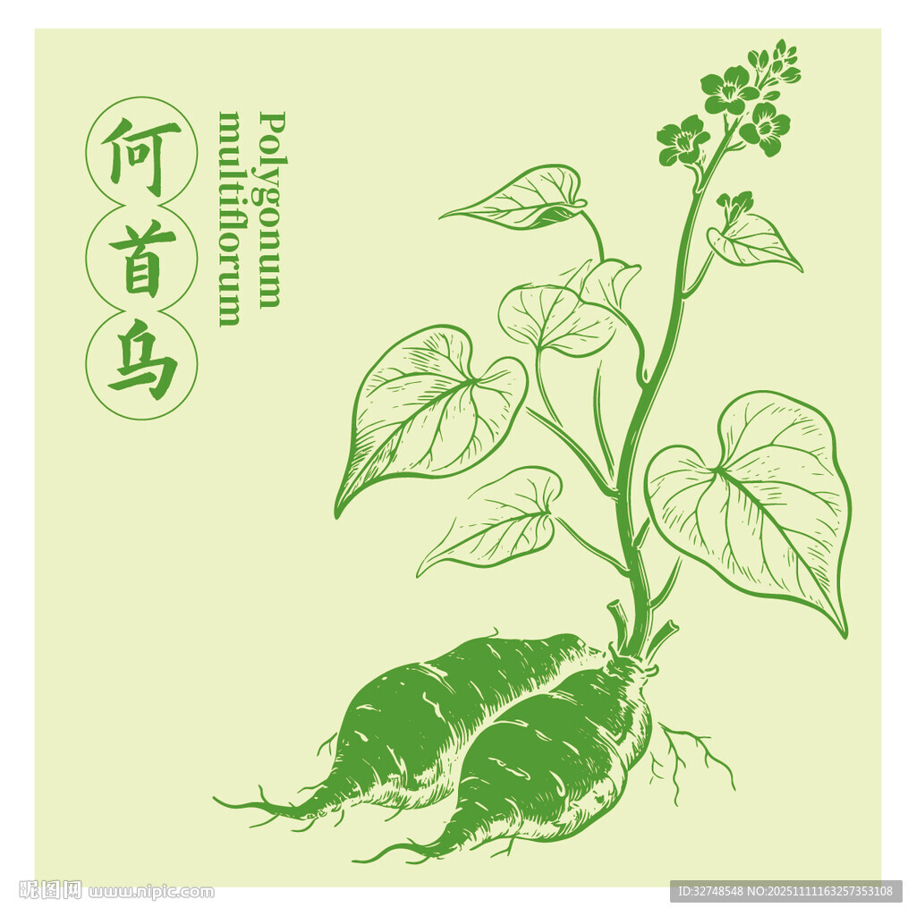 何首乌中药材草本植物插画图