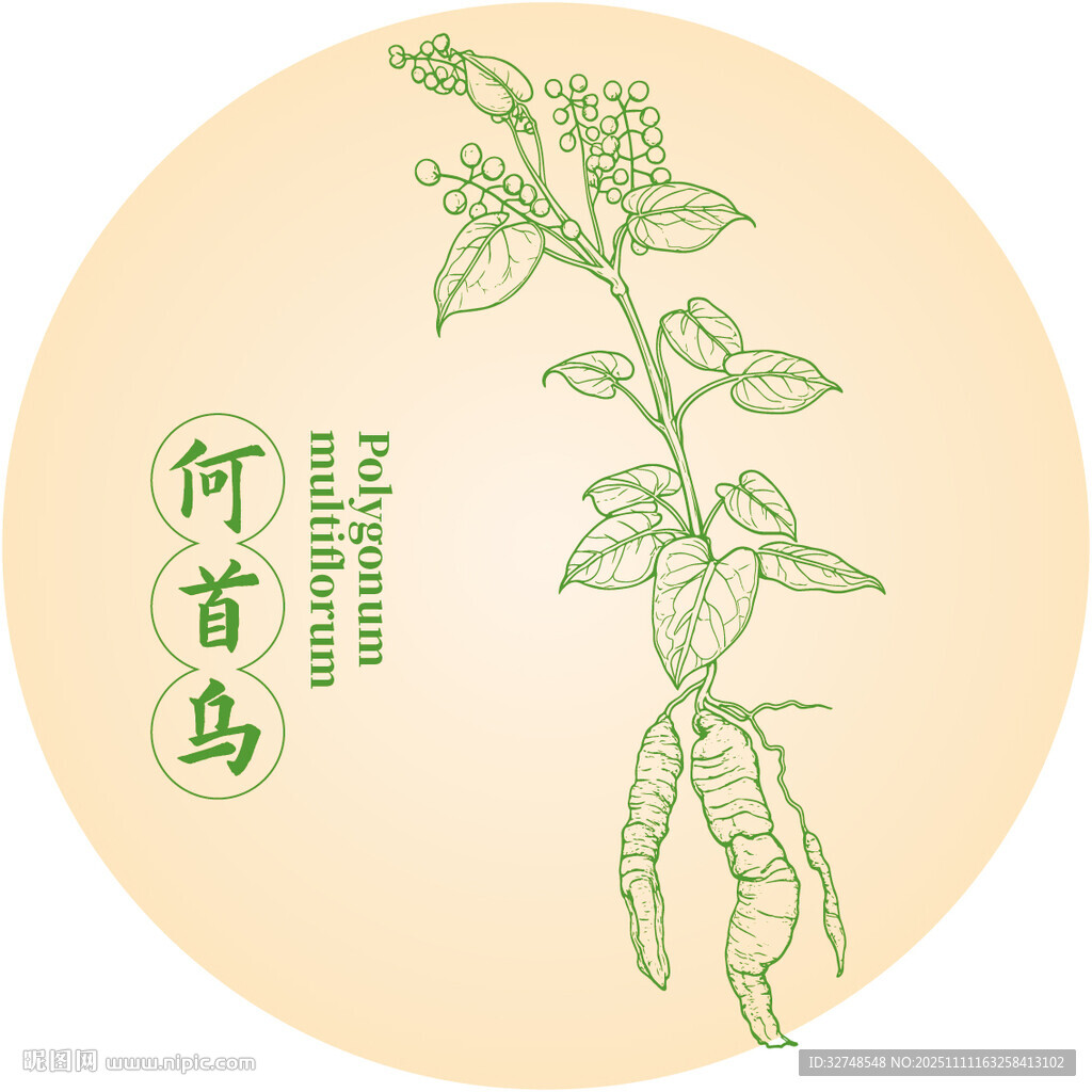 何首乌中药材草本植物插画图