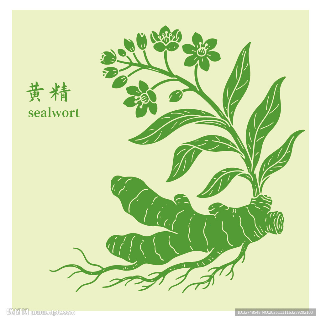 黄精中药材草本植物插画