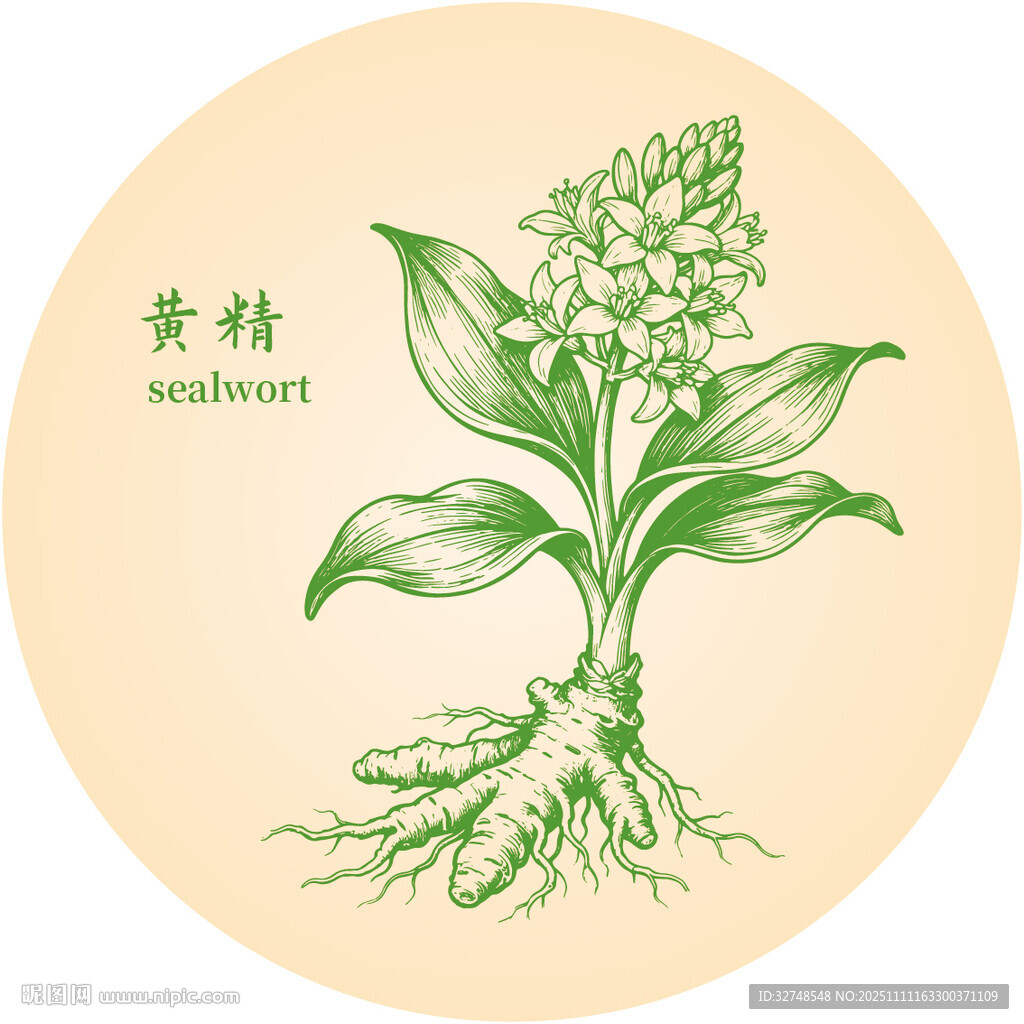 黄精中药材草本植物插画