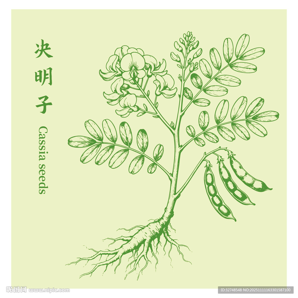 决明子植物手绘插画图