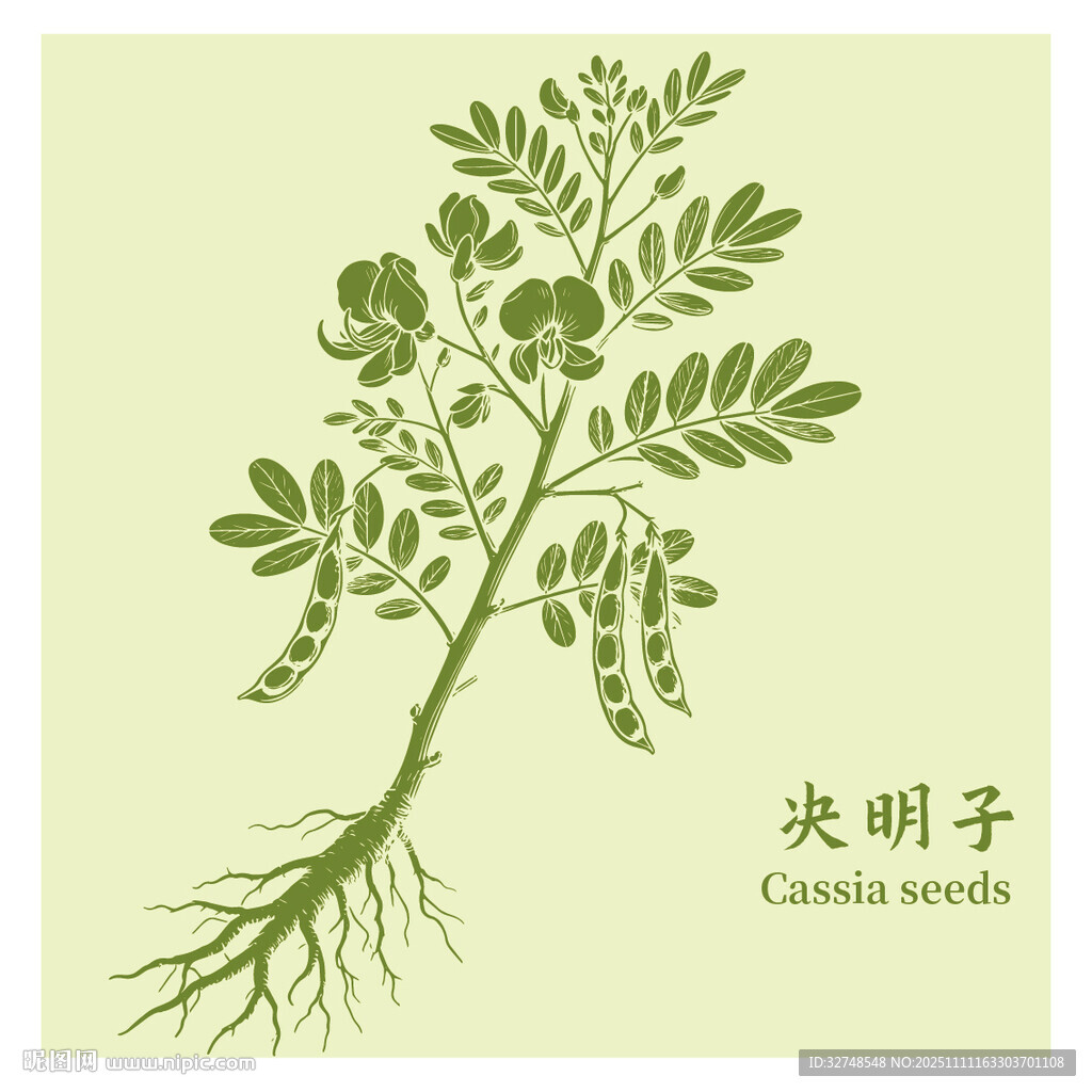 决明子植物手绘插画图