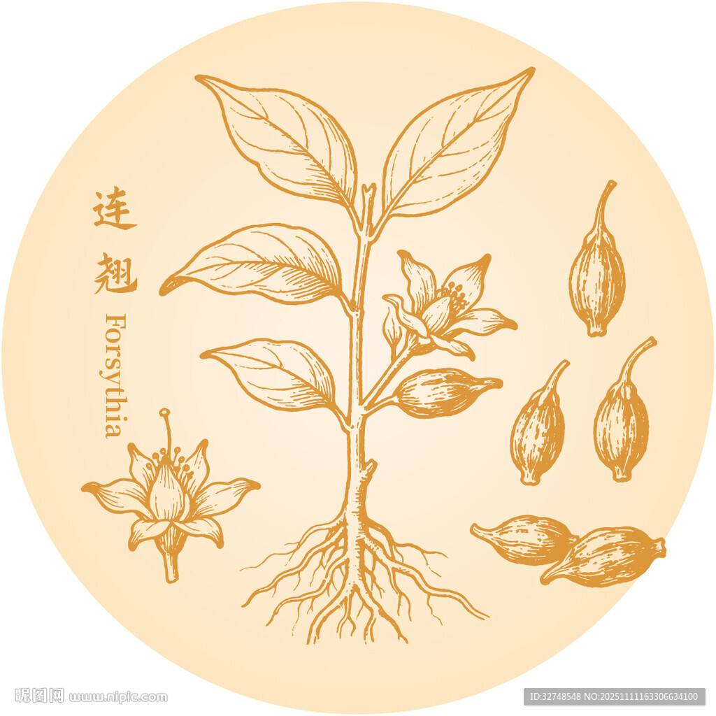 手绘连翘中药材植物图案