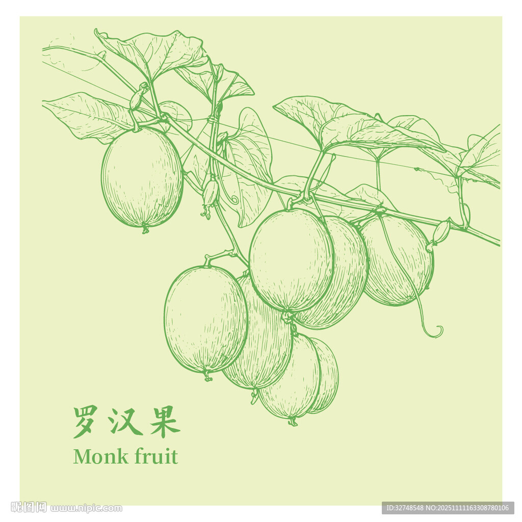 手绘罗汉果枝蔓线条图