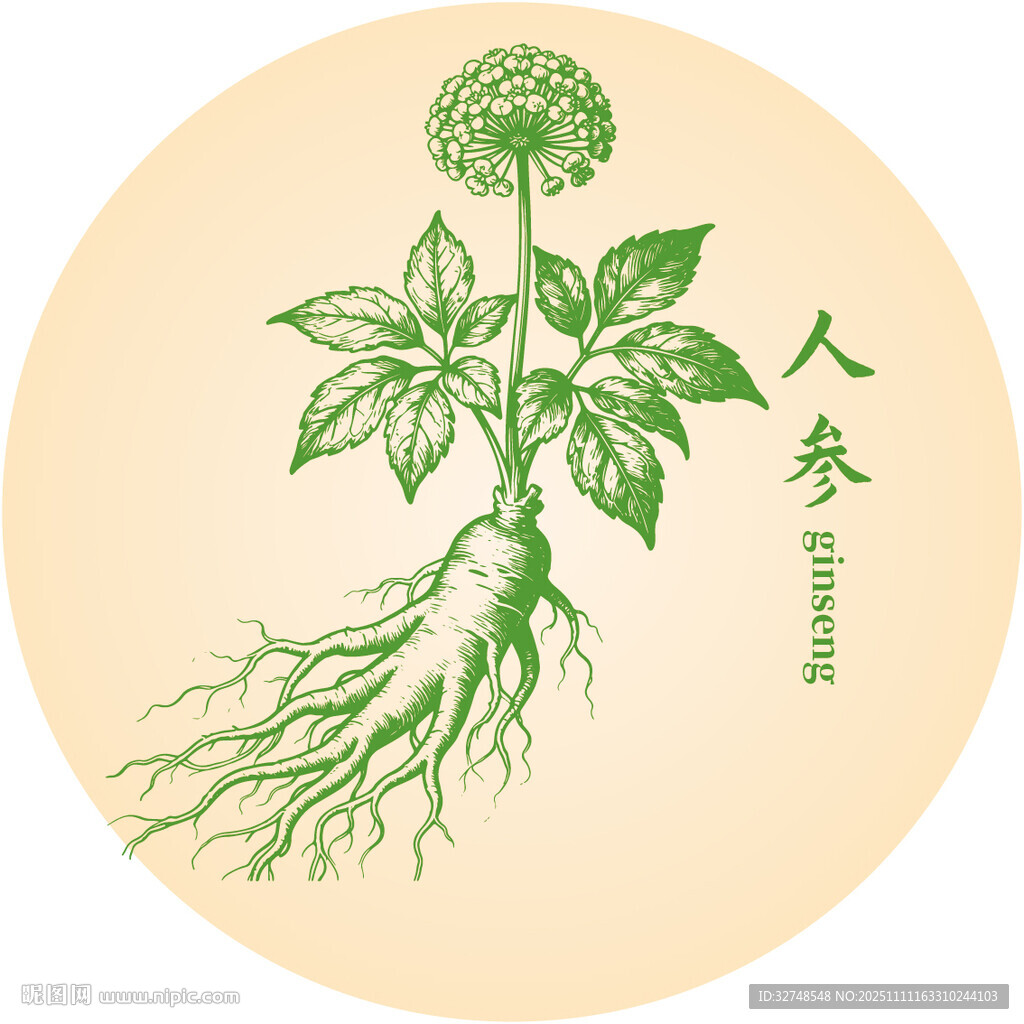 手绘人参中药材草本植物图案