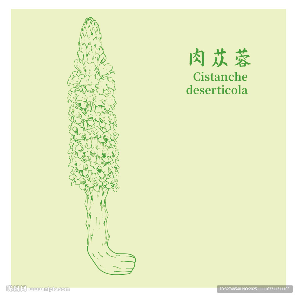 肉苁蓉中药材草本植物插画