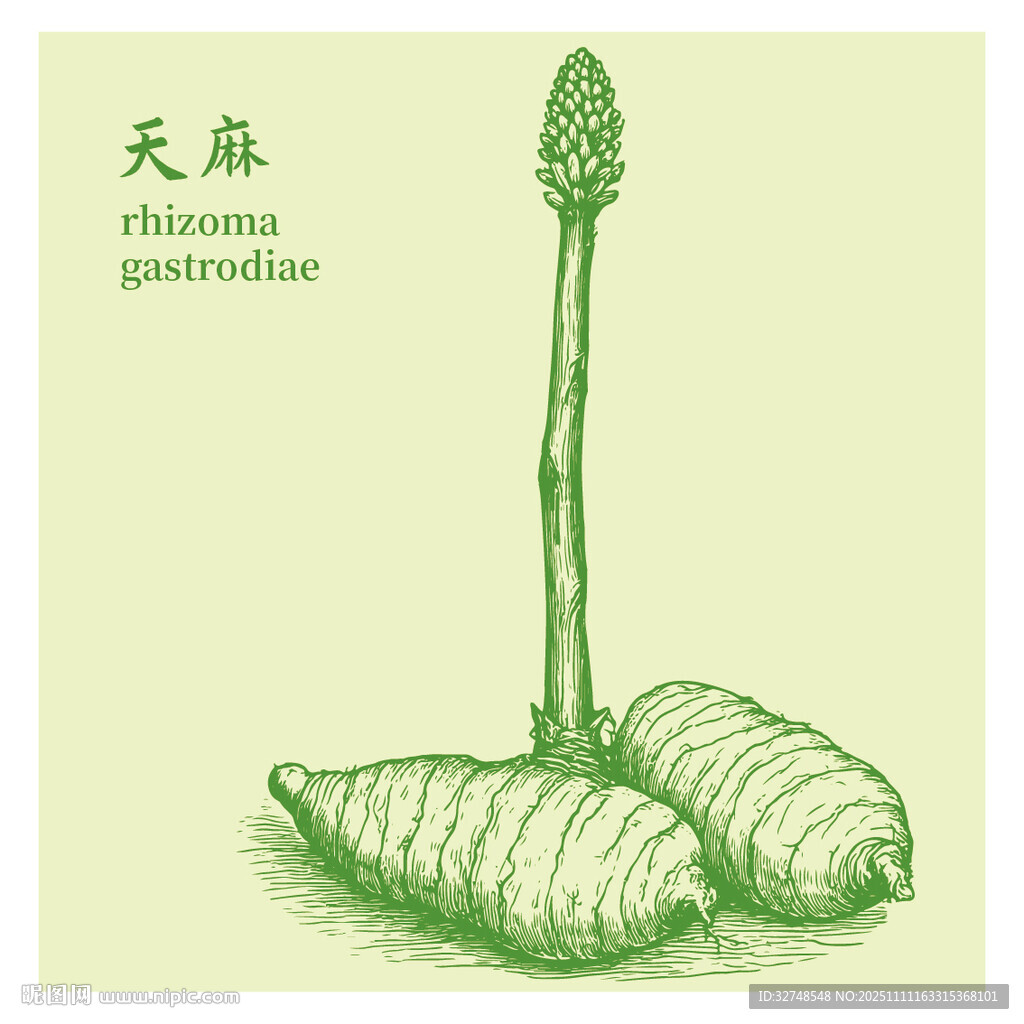 天麻手绘中药材草本植物插画