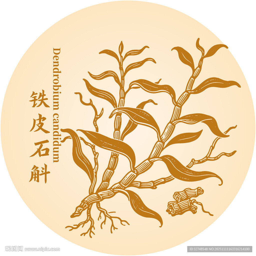 铁皮石斛植物插画展示