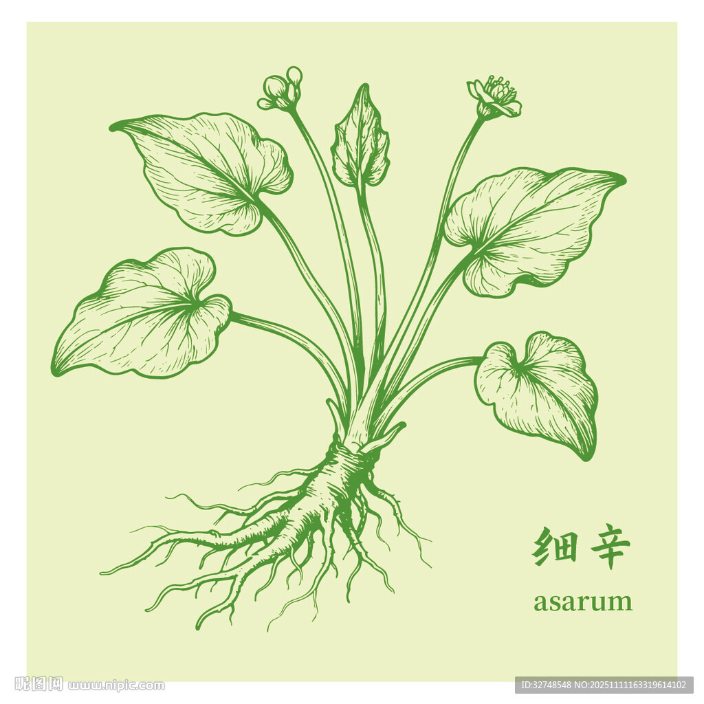 手绘细辛中药材草本植物图