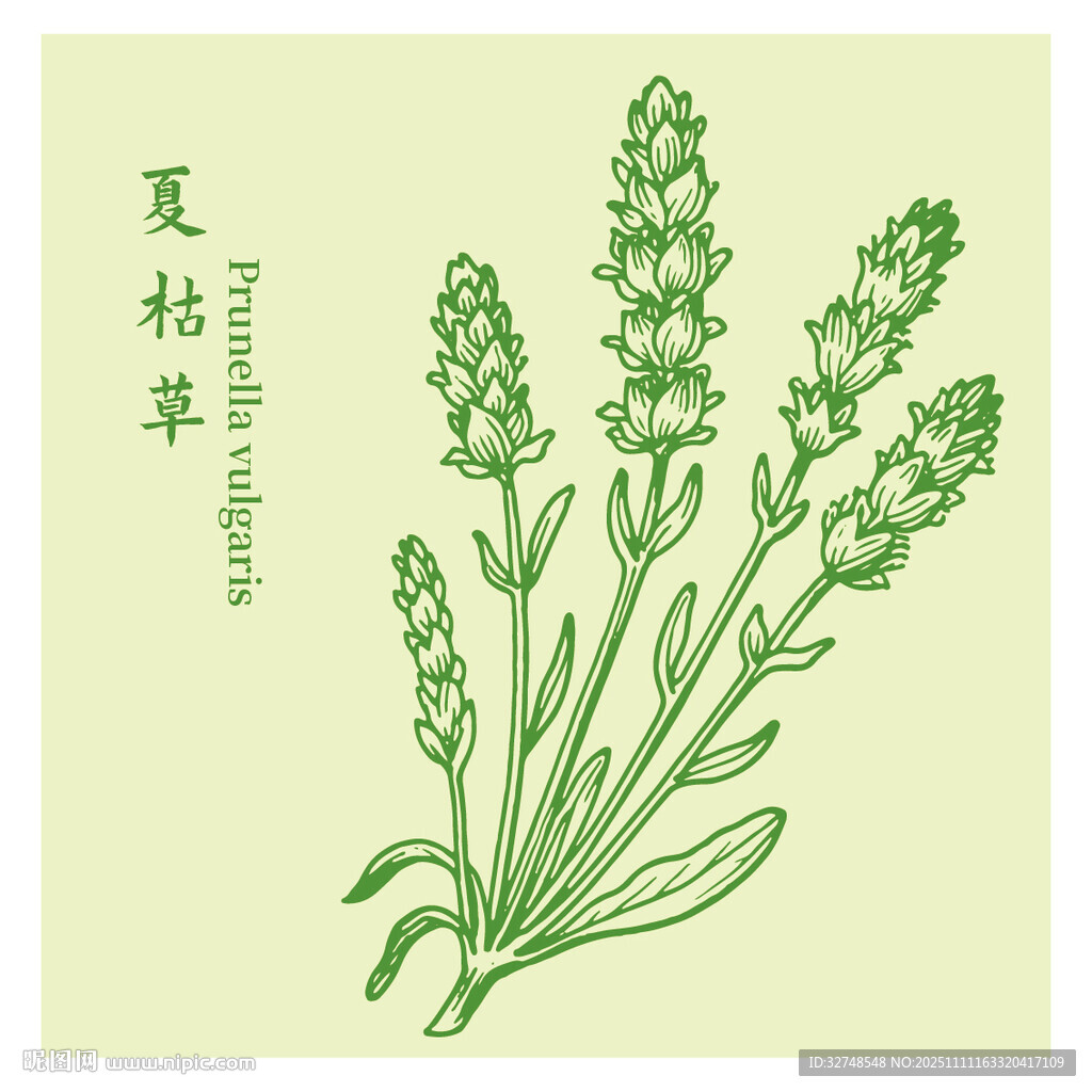 夏枯草中药材草本植物插画