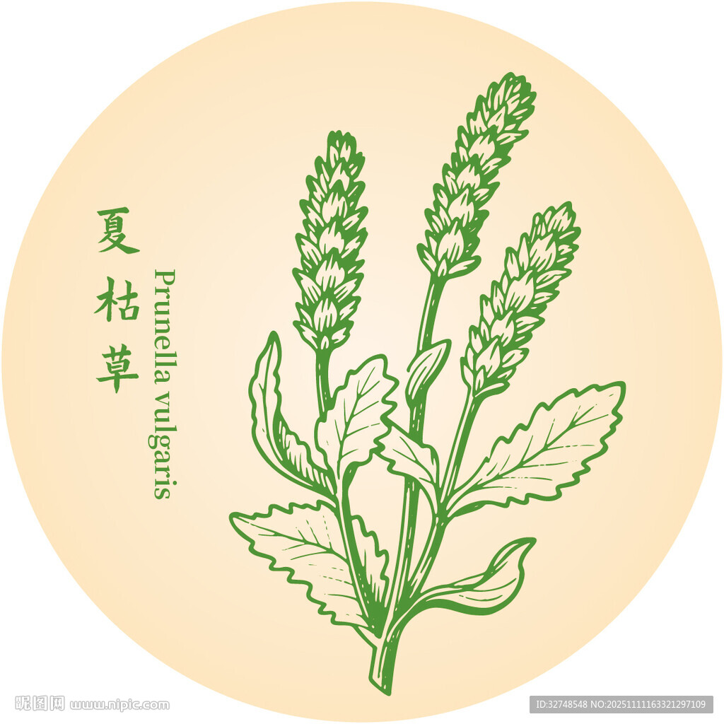 夏枯草中药材草本植物插画